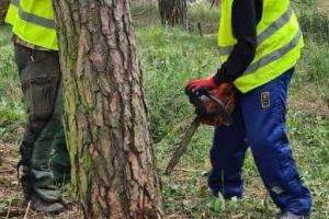 Mężczyzna ścinający drzewo piłą mechaniczną